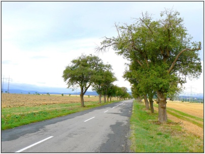 Aleje hrušní, typické pro&nbsp;naši oblast