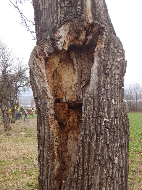 poškození původních hrušní