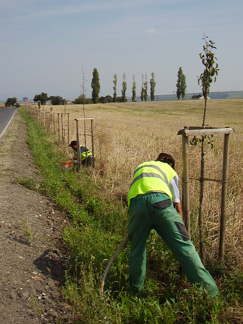 údržba vysázených hrušní
